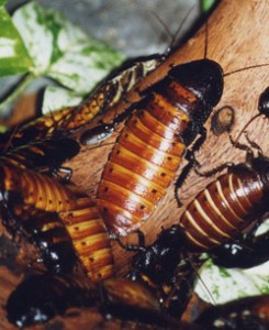 Hissing Cockroaches | Nature Critter's Animal Presentations